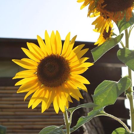 Il Girasole Alloggio فلومينيماجيوري المظهر الخارجي الصورة