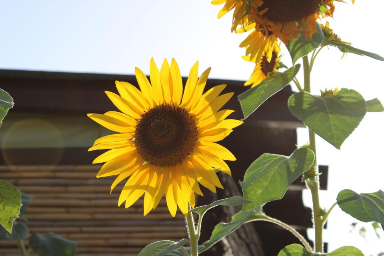Il Girasole Alloggio فلومينيماجيوري المظهر الخارجي الصورة